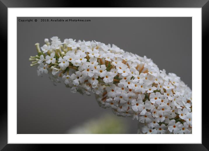 Buddleia Framed Mounted Print by  