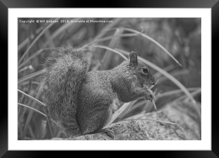 Squirrel on the Fence at Ninesprings Yeovil  Framed Mounted Print by Will Badman