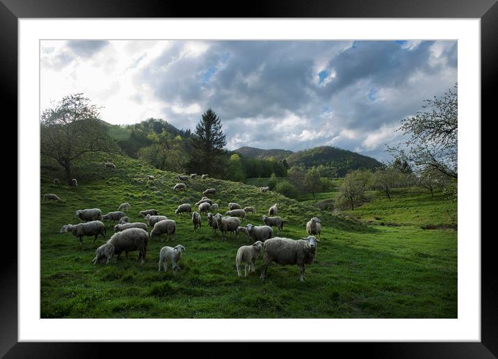 Sheep on the range Framed Mounted Print by Sergio Delle Vedove