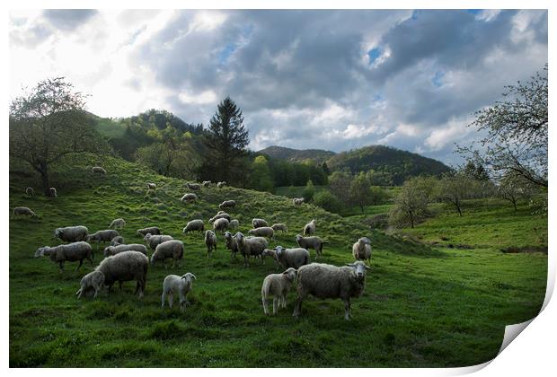 Sheep on the range Print by Sergio Delle Vedove