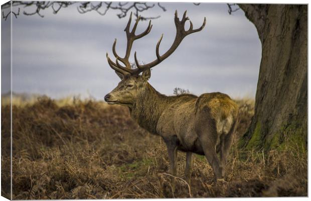 Lone red deer with antlers Canvas Print by Steve Mantell