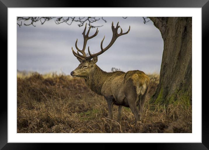 Lone red deer with antlers Framed Mounted Print by Steve Mantell