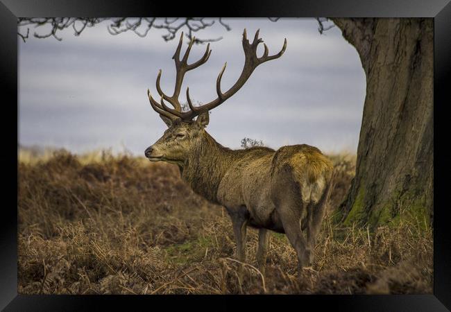 Lone red deer with antlers Framed Print by Steve Mantell