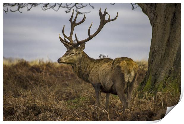 Lone red deer with antlers Print by Steve Mantell