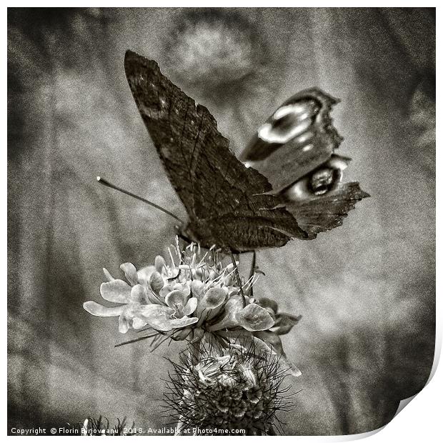 Butterfly Bw Print by Florin Birjoveanu