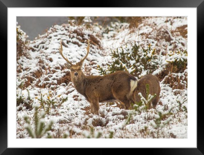 Snow Deer Framed Mounted Print by Lara Goodwin