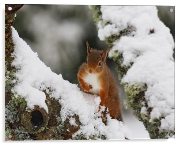 Winter foraging  Acrylic by Geoffrey Matthews