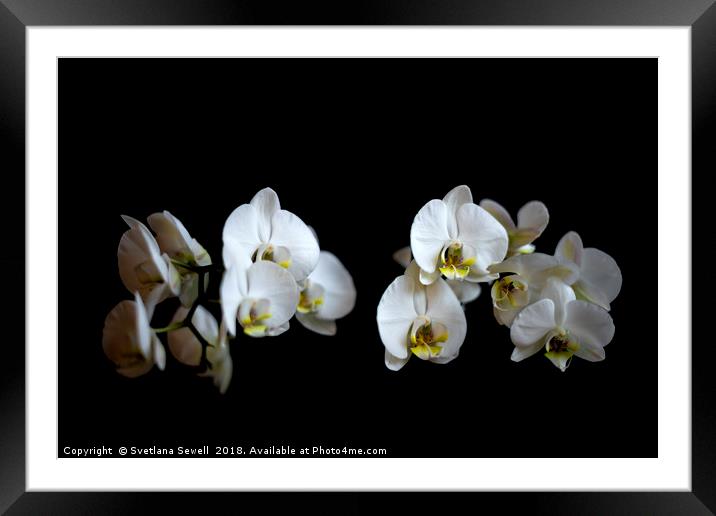 White Orchid Framed Mounted Print by Svetlana Sewell