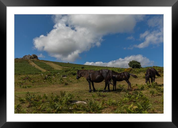 Dartmoor Ponies Framed Mounted Print by Thomas Schaeffer
