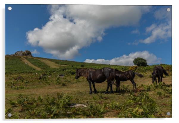 Dartmoor Ponies Acrylic by Thomas Schaeffer