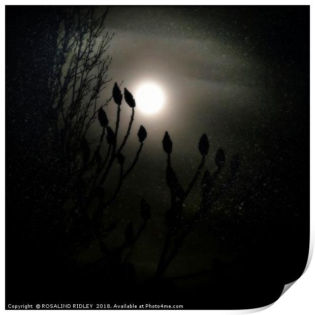 "Winter Solstice full moon" Print by ROS RIDLEY