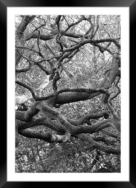Spooky Tree Framed Mounted Print by kelly Draper