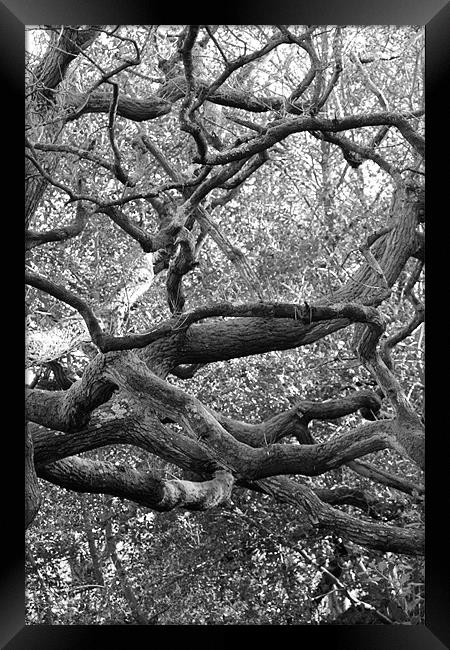 Spooky Tree Framed Print by kelly Draper