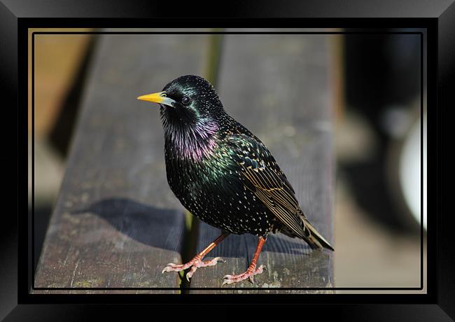 Waiting for food Framed Print by kelly Draper