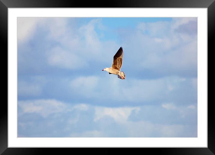 Bird In Flight Framed Mounted Print by kelly Draper