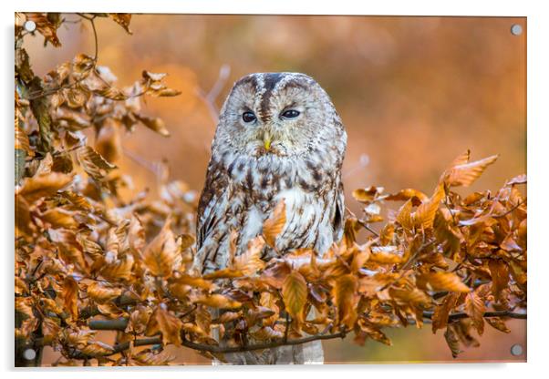 Tawny Owl in woodland Acrylic by David Hare