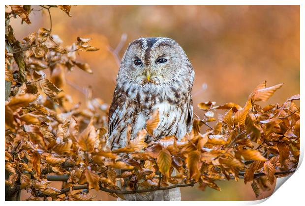 Tawny Owl in woodland Print by David Hare