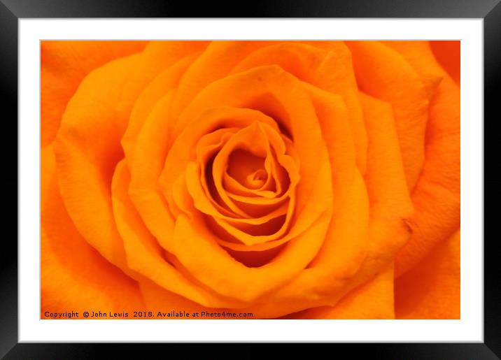The Perfect Rose Framed Mounted Print by John Lewis