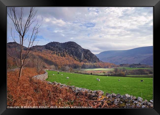 "Ennerdale Valley" Framed Print by ROS RIDLEY