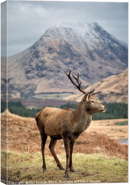 Glen Etive Stag Canvas Print by Phil Buckle