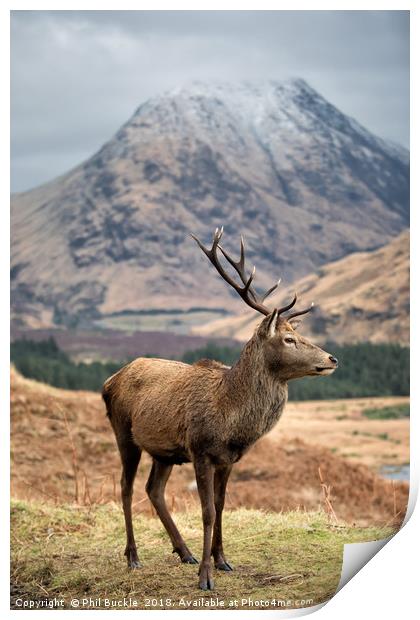 Glen Etive Stag Print by Phil Buckle