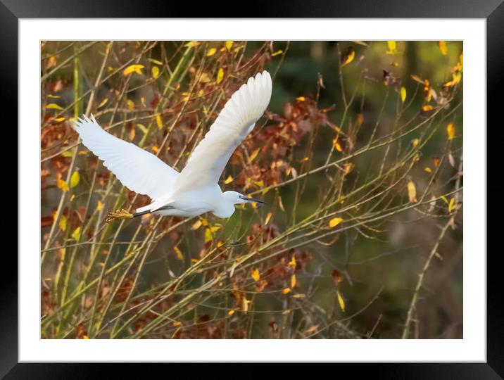 Little Egret in flight Framed Mounted Print by Jonathan Thirkell