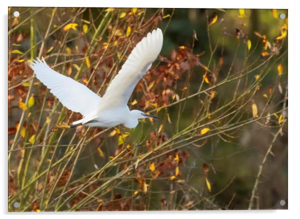 Little Egret in flight Acrylic by Jonathan Thirkell
