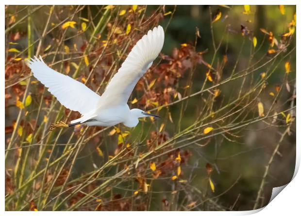 Little Egret in flight Print by Jonathan Thirkell