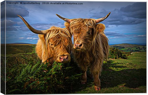 Highland Cows Canvas Print by rawshutterbug 