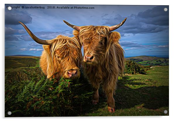 Highland Cows Acrylic by rawshutterbug 