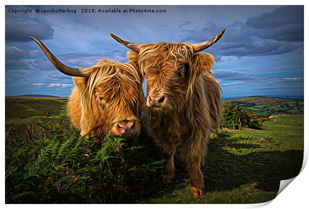 Highland Cows Print by rawshutterbug 