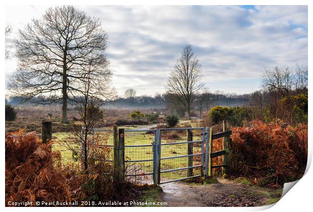 Hothfield Heathlands on a Winter Day in Rural Kent Print by Pearl Bucknall