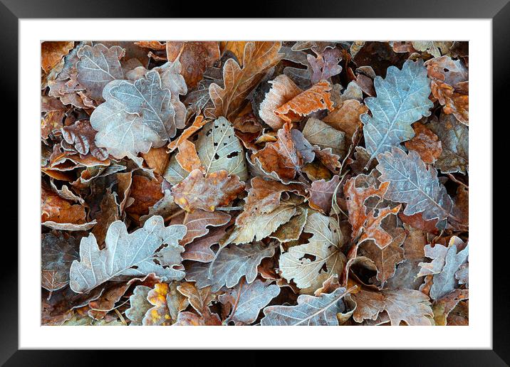 Autumnal leaves in the Lakes Framed Mounted Print by Tony Higginson