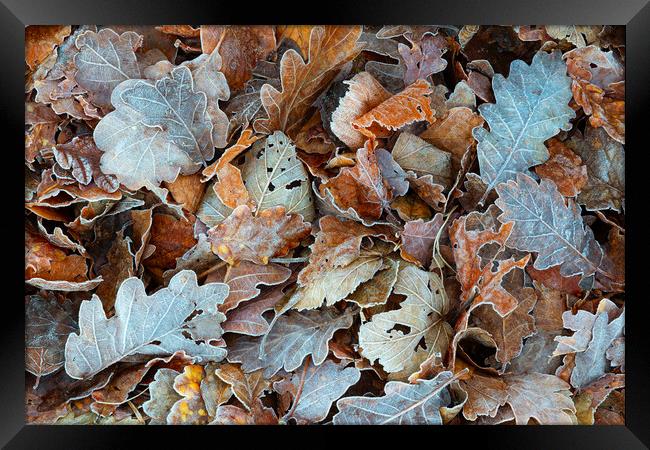 Autumnal leaves in the Lakes Framed Print by Tony Higginson
