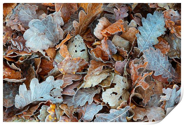 Autumnal leaves in the Lakes Print by Tony Higginson