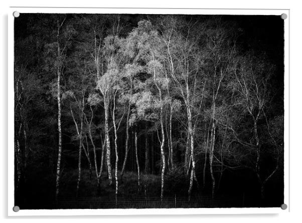 Black Beck Wood Acrylic by John Ealing
