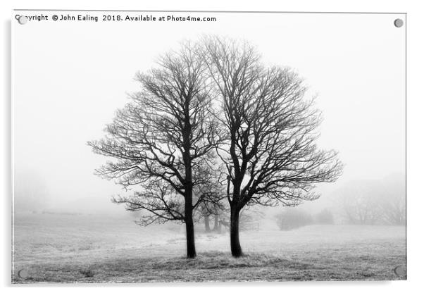 Sibling trees Acrylic by John Ealing