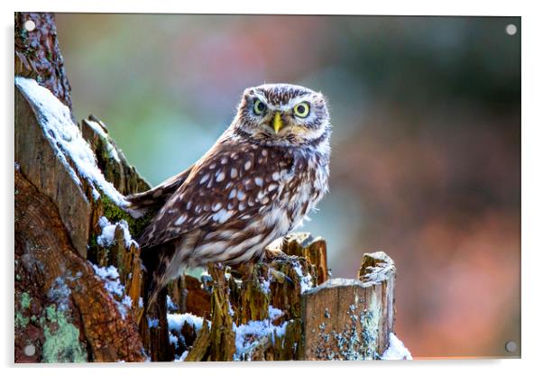 Little Owl Acrylic by David Hare