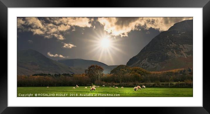 "Watching over the flock" Framed Mounted Print by ROS RIDLEY