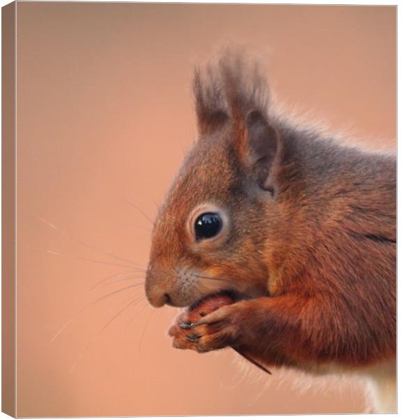Red Squirrel  Canvas Print by Stephen Herrell