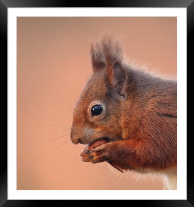 Red Squirrel  Framed Mounted Print by Stephen Herrell