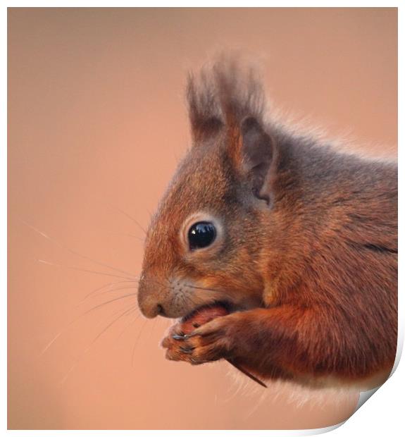 Red Squirrel  Print by Stephen Herrell