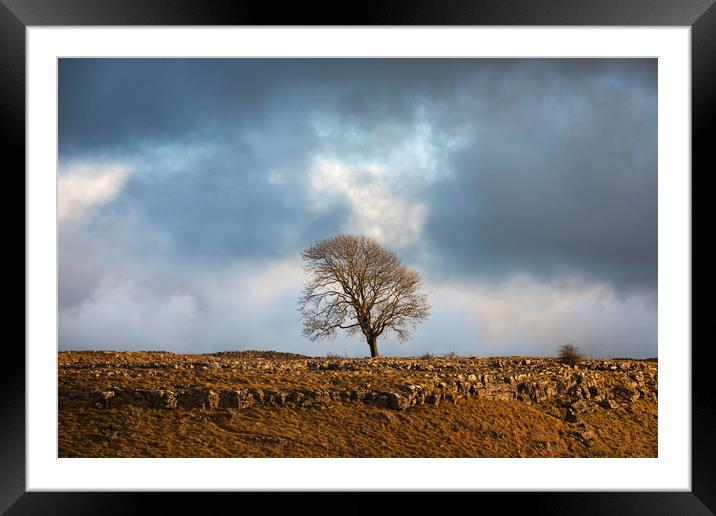 The Ash tree at Malham Framed Mounted Print by Tony Higginson