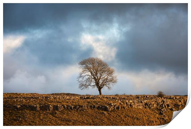 The Ash tree at Malham Print by Tony Higginson