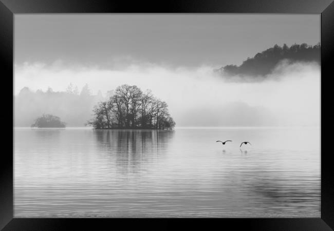 Two geese over Windermere Framed Print by Tony Higginson