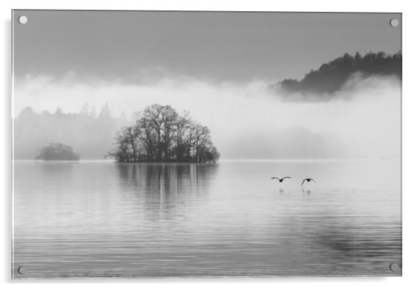 Two geese over Windermere Acrylic by Tony Higginson