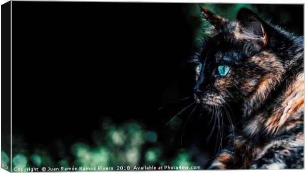 Very nice cat with green eyes Canvas Print by Juan Ramón Ramos Rivero