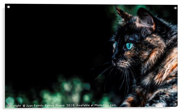 Very nice cat with green eyes Acrylic by Juan Ramón Ramos Rivero