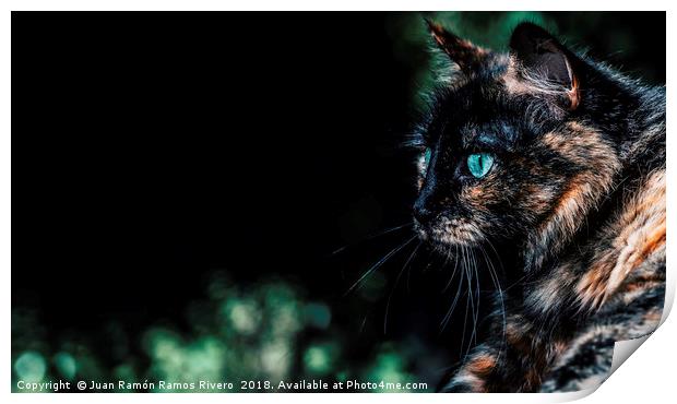 Very nice cat with green eyes Print by Juan Ramón Ramos Rivero