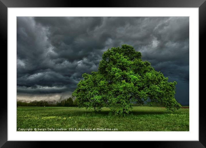 Oak Framed Mounted Print by Sergio Delle Vedove